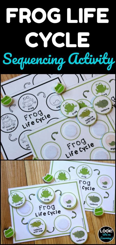 frog life cycle sequencing activity lifecycle   frog frog life
