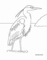 Coloring Pages Birds Book Northwest Downloaded Educational Copied Pacific Classroom Drawings Pdf Only Use Other Heron May Blue sketch template