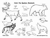 Quebec Mammals Canadian Canada Province Coloring Color Exploringnature sketch template