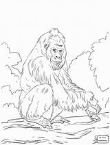 Orangutan Coloring Gorilla Pages Lowland Western Template Realistic Supercoloring Printable Getcolorings Drawing Bornean Colorings Getdrawings Color sketch template