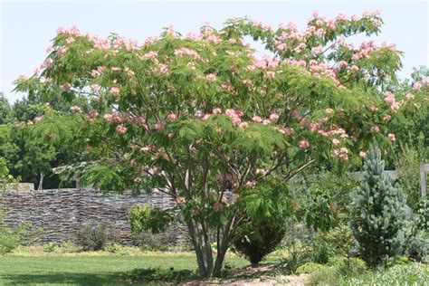 mimosa tree trees  shrubs pinterest