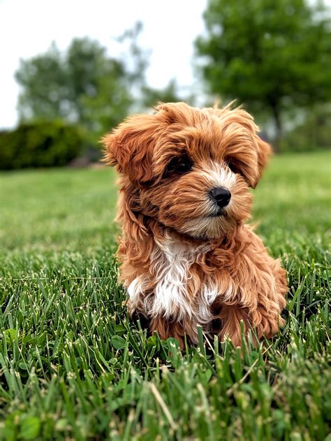 yorkie poo dog breed information  characteristics daily paws