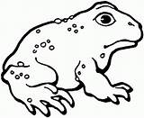 Toad Coloring Pages Printable Cane American Frog Kids Color Toads Clipart Sheet Animal Mario sketch template