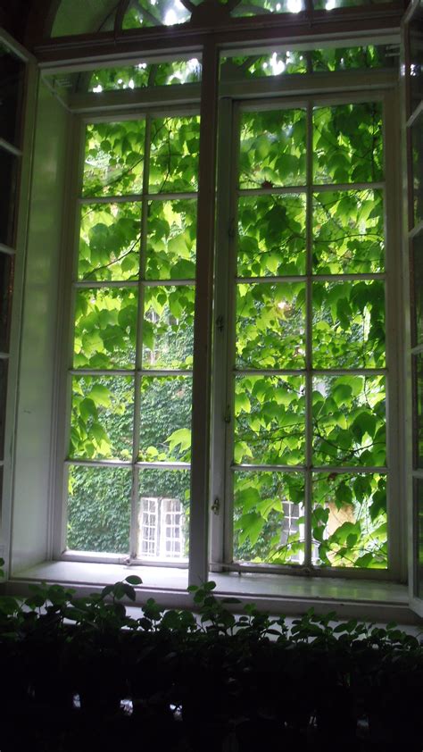 green window  lancut