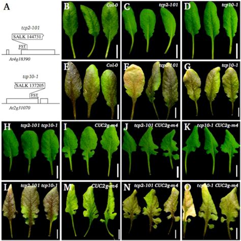 plants free full text combinations of mutations sufficient to alter arabidopsis leaf dissection