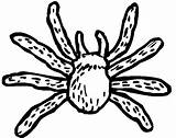 Tarantula Coloring Pages Easy sketch template