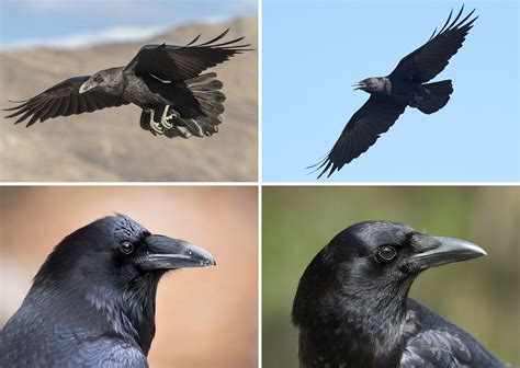 how to tell a raven from a crow audubon