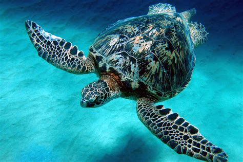 green sea turtle wild life world