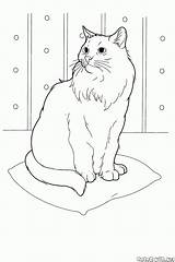 Kot Kolorowanka Coon Syberyjski Kolorowanki Koty sketch template