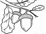 Acorn Coloring Coloringtop Homecolor sketch template