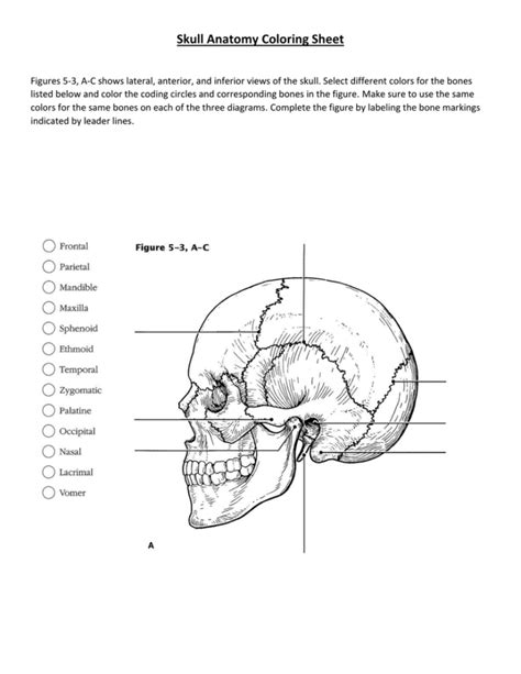 skull anatomy coloring sheet db excelcom