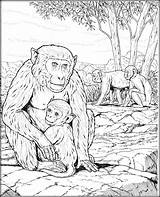 Coloring Primate Pages Primates Designlooter 32kb 1024px Monkey sketch template