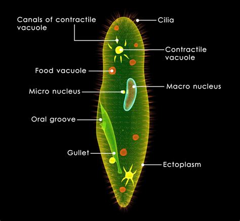 Paramecium Cell Membrane