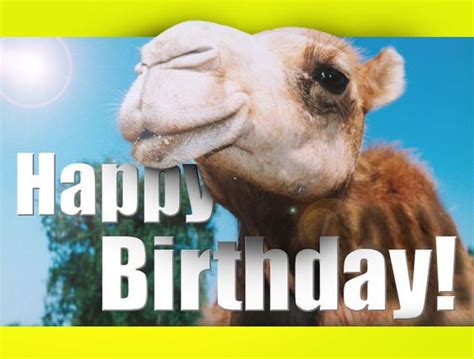 Happy Bd Wednesday Is Hump Day Pinterest Happy