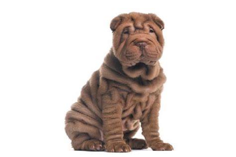 chinese shar pei dog breed information images characteristics health