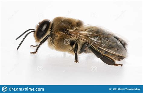 bee drone male bee close    visible genital organs royalty  stock photography