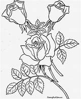 Coloring Pages Pruners Roses Sheets Template Sketch Templates sketch template