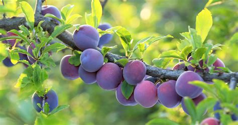 plums  fruit fields