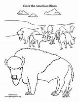 Herd Bison sketch template