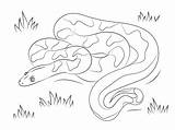 Constrictor Kleurplaat Kolorowanki Slang żmija Realistic Anaconda Druku Gratuit Pyton Kobra Coloringhome Węży Zaskroniec Adults Colorier Ninjago sketch template
