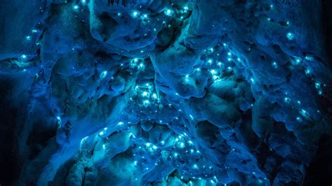 bioluminescent glow worms turn  million year  caves  alien skies  verge