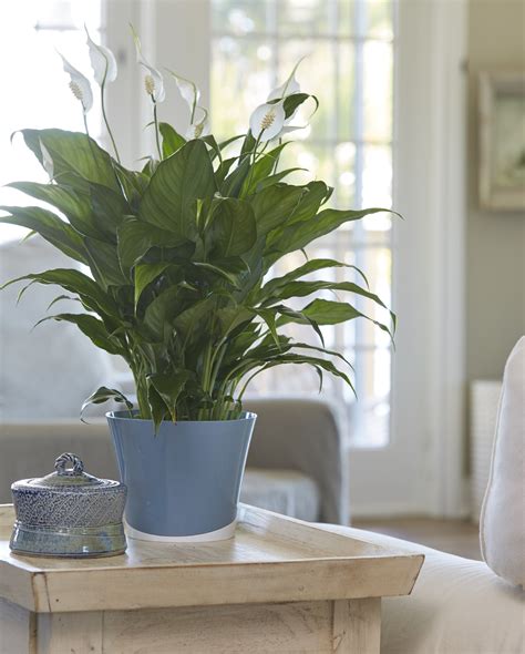 study highlights reasons  celebrate indoor plant week  costa farms