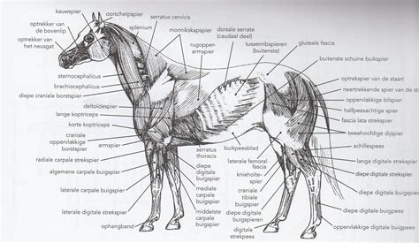 paard anatomie hoe teken je een paardenhoofd anatomie studie paard jenairo joinfe