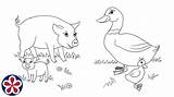 Farm Animals Their Babies Coloring Pages Teachersmag sketch template