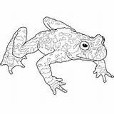 Toad Belly Supercoloring Malvorlage Toads sketch template