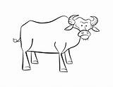 Buffalo Coloring Pages Outline Sabres Popular Colouring Coloringhome sketch template