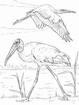 Coloring Storks Wood Pages Printable Categories Stork sketch template