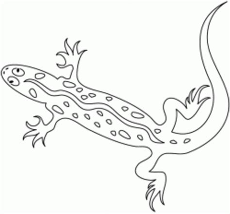 reptiles amphibians coloring pages hubpages