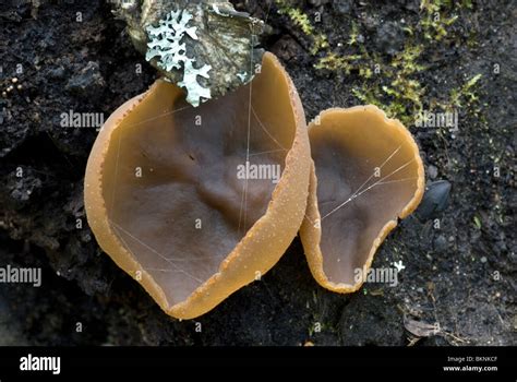 cup shaped mushroom high resolution stock photography  images alamy