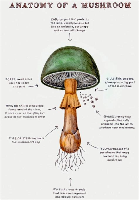 anatomy   mushroom rinfographics