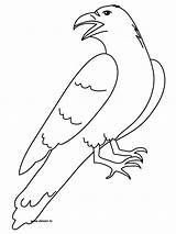 Raven Coloring Pages Getcolorings sketch template