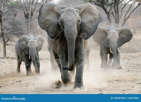 charging african elephant stock photo image  tanzania