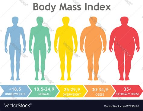 body mass index underweight to extremely obese vector image