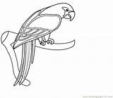 Macaw Coloring Pages Getcolorings Printable sketch template