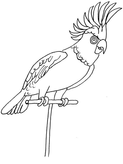 parrot bird coloring pages animal coloring pages coloring pages