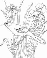 Coloring Pages Mockingbird Flower Printable Bird State Birds Purplekittyyarns sketch template