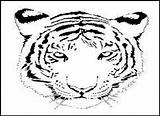 Tiger Coloring Pages Face Printable Drawing Outline Kids Head Animal Tigers Bestcoloringpagesforkids Cub Scout Wild Cartoon Cats Clipart Getdrawings sketch template