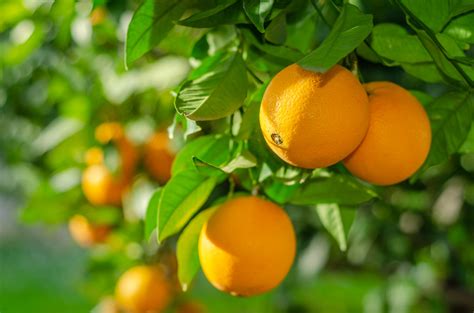orange sweet inshanti pure essential oils