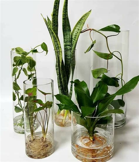 hydroponics indoor plants  great  water  article