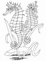 Coloring Seahorses Two Pages Printable Seahorse Color Supercoloring Outline Adult Zeepaardjes Drawing Description Craft Crafts sketch template