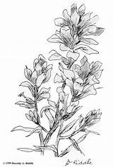 Paintbrush Indian Coloring Drawing Flower Outline State Wyoming Sketch Tattoo Wildflower Texas Tree Google Search Drawings Wildflowers Reports Paintingvalley Flowers sketch template