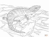 Coloring Skink Pages Blue Tongued Realistic Drawing Monitor Drawings Asian Water Juvenile Eastern Template 900px 28kb 1200 Printable sketch template