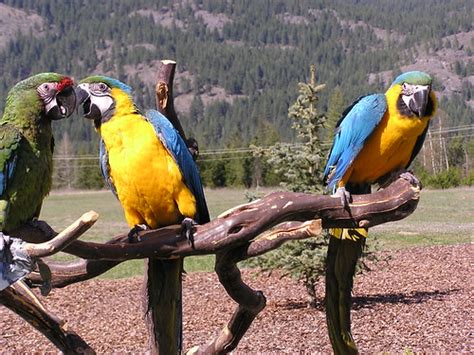 parrot   types  perches