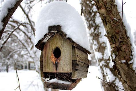 winterize bird houses  turning   roost boxes
