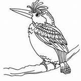 Coloring Bird Pages Birds Animal Woodpecker Color Template Preschool Draw Hellokids Life sketch template
