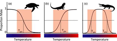 effects of global warming on species with temperature‐dependent sex